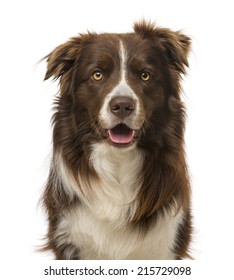 Border Collie (2 Years Old)