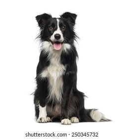 Border Collie (2 years old) - Shutterstock ID 250345732