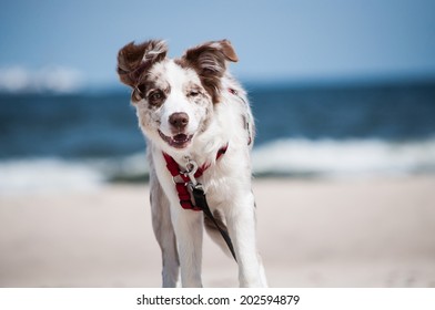 BORDER COLLIE