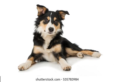 border collie tri color