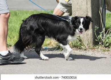 Border collie