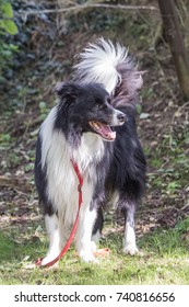 border collie