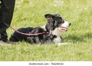 border collie