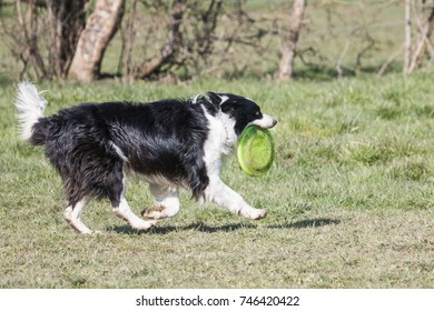 border collie