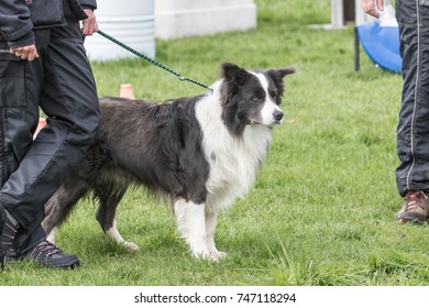 border collie