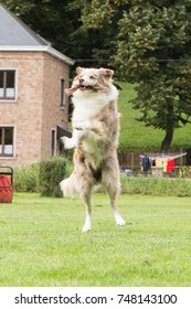 Border collie