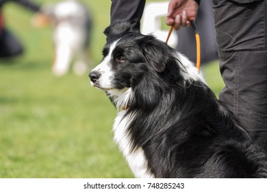 Border collie