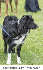 Border collie