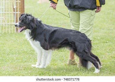 Border collie