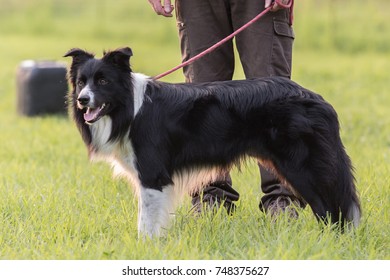 Border collie