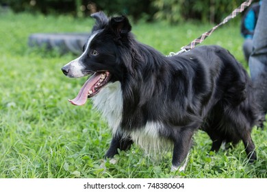 Border collie
