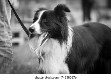 Border collie
