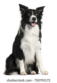 Border Collie Pet Isolated On White Stock Vector (royalty Free 