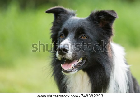 Border collie