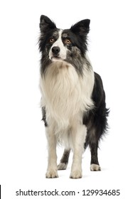 233 One Year Old Border Collie Images, Stock Photos & Vectors ...