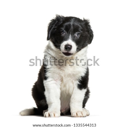 Border Collie, 9 weeks old, sitting in front of white background