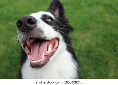 Border Collie Acting Silly On Grass