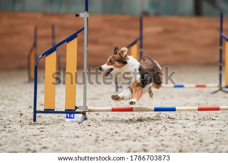 Border collie in the agility