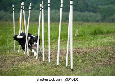 Border Collie At Agility Course