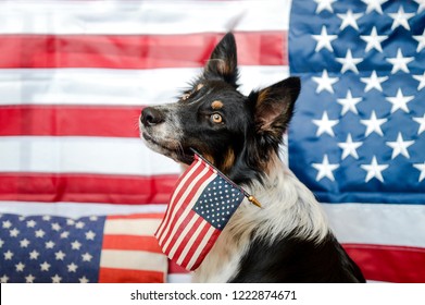 Border collie with american flag  - Shutterstock ID 1222874671