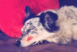Border Collie Australian Shepherd Dog Lying Down On Brown Couch With Red Valentine's Day Heart Love Pillow And Lipstick Kiss On Cheek Sleeping Eyes Closed Looking Relaxed Tired Patient Waiting Filter