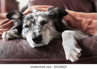 Border collie / australian shepherd dog on couch under blanket looking sad bored lonely sick