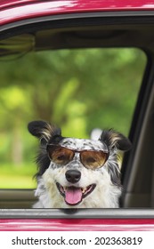 Border Collie / Australian Shepherd Dog In Car Driver Seat With Sunglasses Looking Happy Hot Excited Ready Cute Adorable 