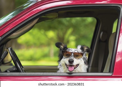 Border Collie / Australian Shepherd Dog In Car Driver Seat With Sunglasses Looking Happy Hot Excited Ready Cute Adorable 