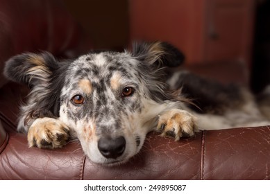 Border Collie/ Australian Shepherd Dog On Leather Couch Armchair Looking Sad Bored Lonely Sick Depressed Melancholy Sleepy Tired Worn Out Exhausted In Recovery Pleading