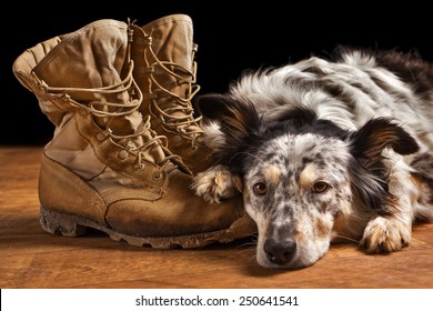 Border Collie Australian Shepherd Dog Lying On Tan Veteran Military Combat Boots Looking Sad Grief Stricken In Mourning Depressed Abandoned Alone Emotional Bereaved Worried Feeling Heartbreak