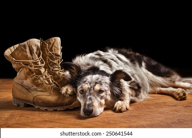 Border Collie Australian Shepherd Dog Lying On Tan Veteran Military Combat Boots Looking Sad Grief Stricken In Mourning Depressed Abandoned Alone Emotional Bereaved Worried Feeling Heartbreak