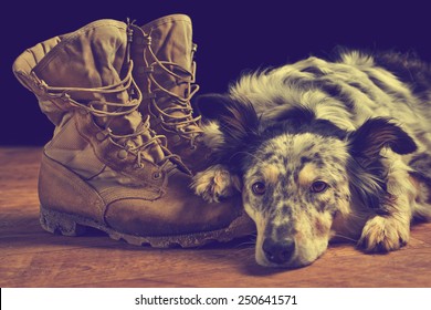 Border Collie Australian Shepherd Dog Lying On Veteran Military Combat Boots Looking Sad Grief Stricken In Mourning Depressed Abandoned Alone Bereaved Worried Feeling Heartbreak With Vintage Filter