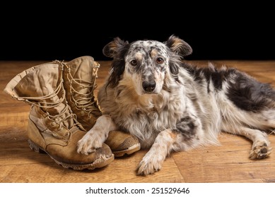 Border Collie Australian Shepherd Dog Lying Down On Tan Veteran Military Combat Boots Looking Sad Grief Stricken In Mourning Depressed Abandoned Alone Emotional Bereaved Worried Feeling Heartbreak