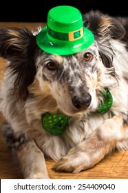 Border Collie Australian Shepherd Dog Wearing Green Irish Saint Patrick Day Hat Looking At Camera And Lying On Wooden Floor Waiting Watching Ready To Celebrate And Party In Observance Of The Holiday