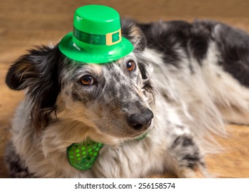 Border Collie Australian Shepherd Dog Wearing Green Irish Saint Patrick Day Hat And Lying Down On Wooden Floor Waiting Watching Ready To Celebrate And Party In Observance Of The Holiday