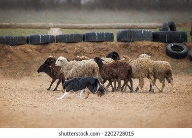 Border Collie Australian Shepherd Herding Sheep On A Farm