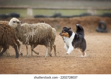 Border Collie Australian Shepherd Herding Sheep On A Farm