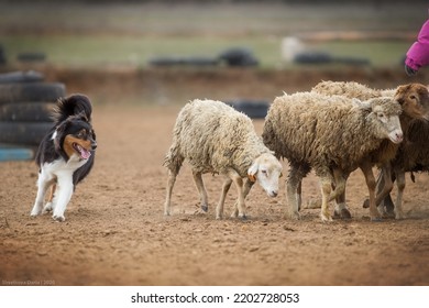 Border Collie Australian Shepherd Herding Sheep On A Farm