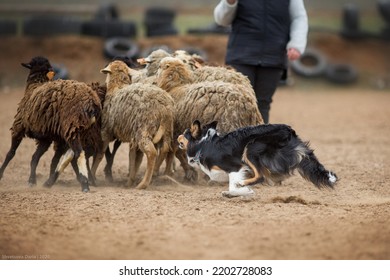 Border Collie Australian Shepherd Herding Sheep On A Farm