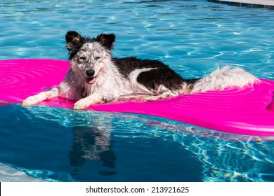 Border Collie / Australian Shepherd Mix Dog Laying On A Float In A Pool Looking Relaxed Happy Goofy Funny Cute Hot