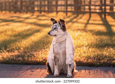 Border Collie Australian Shepherd Mix Dog Sitting Down At Dawn Dusk In Sunlight Sunrise Sunset With Scarf On And Alert Ears And Fence On Farm Looking Alert Expectant Watching Waiting