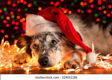 31+ Dog With Christmas Lights 2021