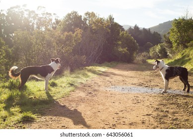 Border Collie Short Hair Images Stock Photos Vectors Shutterstock