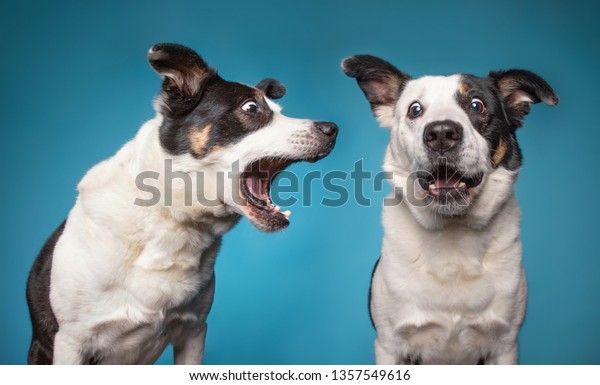 border collie barking with a wide open\
mouth in a studio shot isolated on a blue background\
