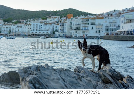 Border Collie in the beach and houses of the village of Cadaques, Spain. in the beach and houses of the village of Cadaques, Spain in summer.