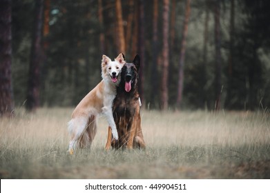 Border Collie And Belgian Shepherd Dog Hug