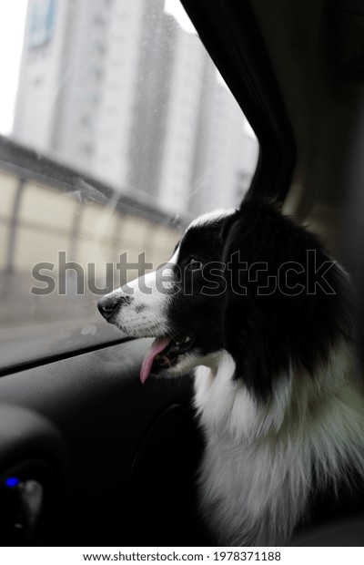 Border Collie bow car\
driving Window