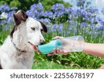 border collie breed puppy with white and brown fur, sitting in the park after a walk, is learning to drink water from the portable drinker, pet products concept, copy space.