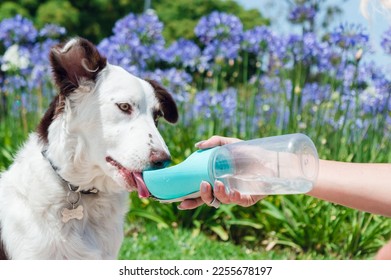 border collie breed puppy with white and brown fur, sitting in the park after a walk, is learning to drink water from the portable drinker, pet products concept, copy space. - Shutterstock ID 2255678197