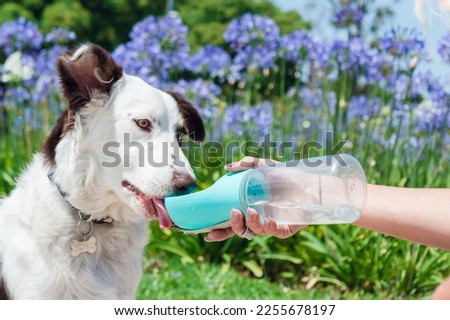 border collie breed puppy with white and brown fur, sitting in the park after a walk, is learning to drink water from the portable drinker, pet products concept, copy space.